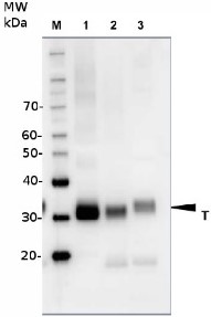 RFA | Baker's yeast replication factor A in the group Antibodies, Bacterial/Fungal at Agrisera AB (Antibodies for research) (AS07 214)